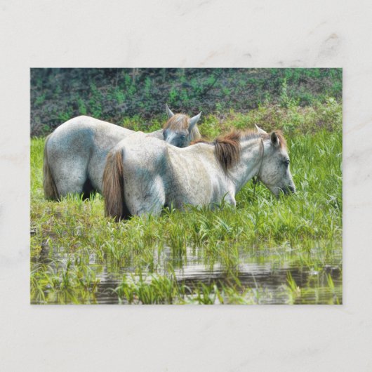 Paarden Langs de Amazone Briefkaart (Voorkant)