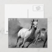 Paarden lopen briefkaart (Voorkant / Achterkant)