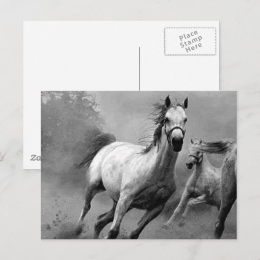 Paarden lopen briefkaart (Voorkant / Achterkant)