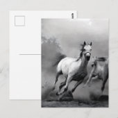 Paarden lopen briefkaart (Voorkant / Achterkant)