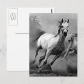 Paarden lopen briefkaart (Voorkant / Achterkant)