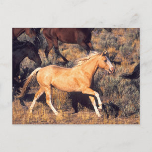 Paarden lopen op een Ponderosa Ranch Briefkaart