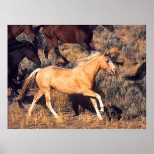 Paarden lopen op een Ponderosa Ranch Poster