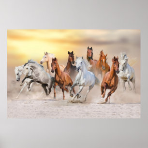 Paarden lopen poster