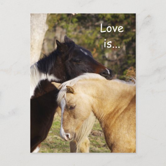 Paarden Love is Briefkaart (Voorkant)