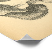 Paarden Lungs Chest Anatomy 1908  Print (Hoek)