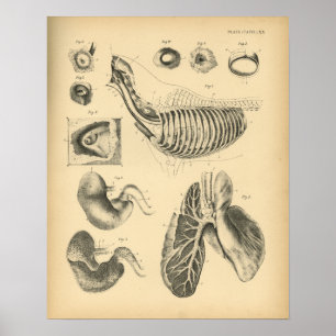Paarden Lungs Chest Anatomy 1908  Print