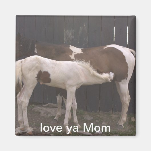 paarden magneet (Voorkant)