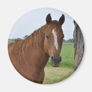 Paarden Magneet