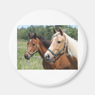 Paarden Magneet