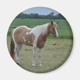 Paarden Magneet
