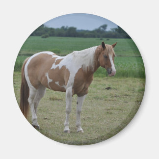 Paarden Magneet