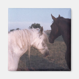 Paarden Magneet