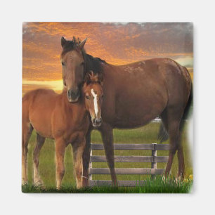 Paarden Magneet