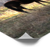 Paarden met Beren op achtergrond Foto-Poster Poster (Hoek)