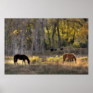 Paarden met Beren op achtergrond Foto-Poster Poster