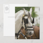 Paarden met blinden briefkaart (Voorkant / Achterkant)