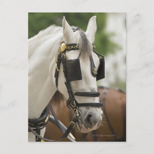 Paarden met blinden briefkaart (Voorkant)