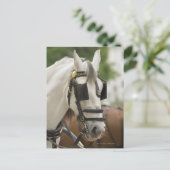 Paarden met blinden briefkaart (Staand voorkant)