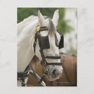 Paarden met blinden briefkaart