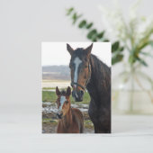 Paarden met briefkaart van de foel (Staand voorkant)