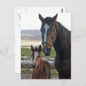 Paarden met briefkaart van de foel (Voorkant / Achterkant)