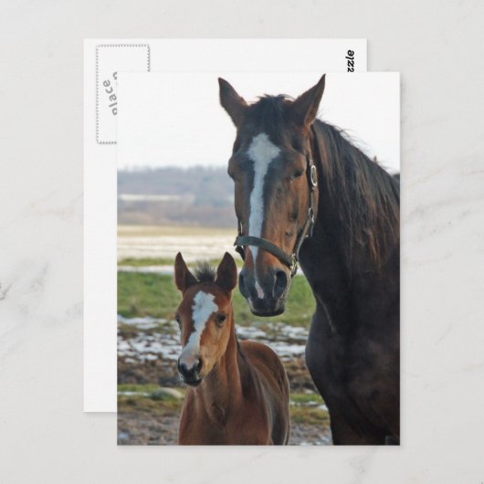 Paarden met briefkaart van de foel (Voorkant / Achterkant)