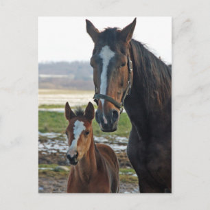 Paarden met briefkaart van de foel