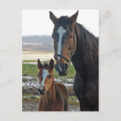 Paarden met briefkaart van de foel (Voorkant)