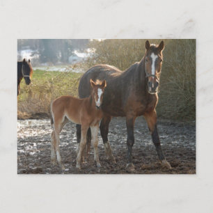 Paarden met briefkaart van de foel