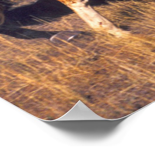 Paarden met een Ponderosa Ranch Poster (Hoek)