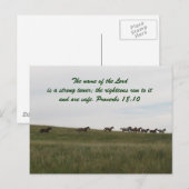 Paarden met een scriptbriefkaart briefkaart (Voorkant / Achterkant)