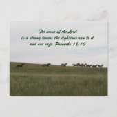 Paarden met een scriptbriefkaart briefkaart (Voorkant)