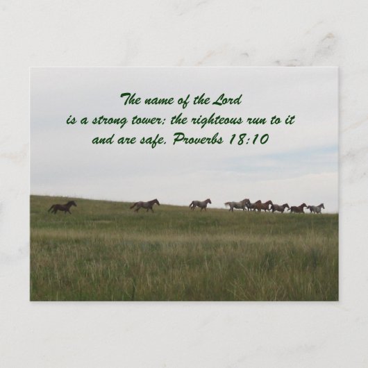 Paarden met een scriptbriefkaart briefkaart (Voorkant)