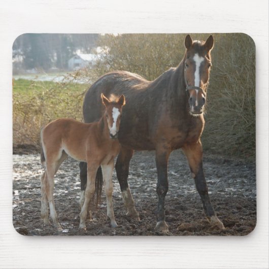 Paarden met foalmousepad muismat (Voorkant)