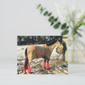 Paarden met geblankets in de winter briefkaart (Staand voorkant)