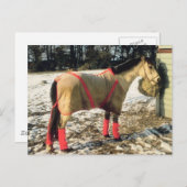 Paarden met geblankets in de winter briefkaart (Voorkant / Achterkant)