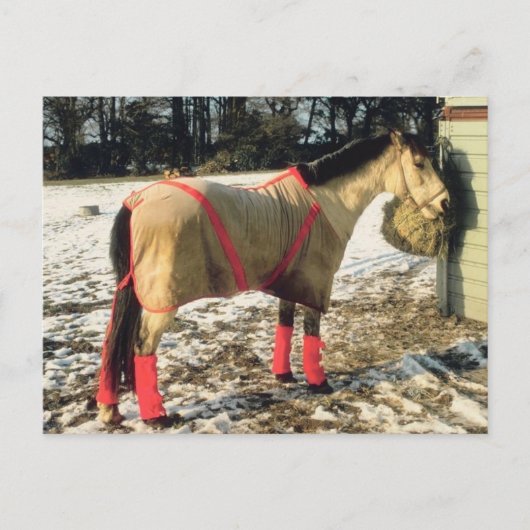 Paarden met geblankets in de winter briefkaart (Voorkant)