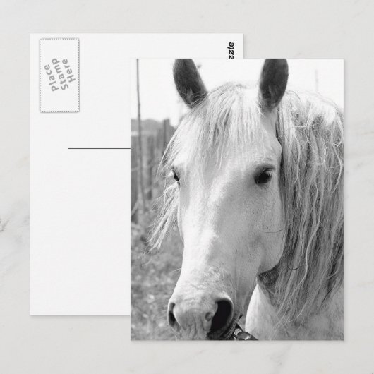 Paarden met gras briefkaart (Voorkant / Achterkant)