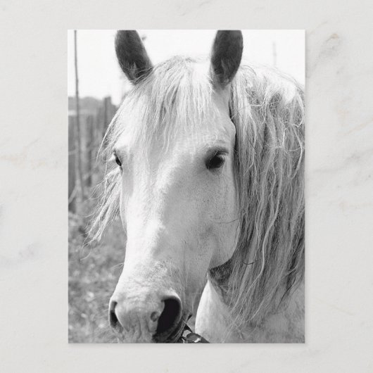 Paarden met gras briefkaart (Voorkant)