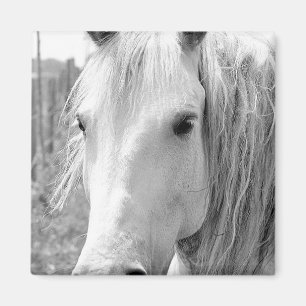 Paarden met gras magneet