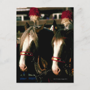 Paarden met hoofdadressen briefkaart