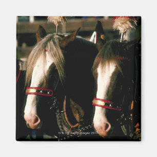 Paarden met hoofdadressen magneet