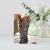 Paarden met mane briefkaart (Staand voorkant)