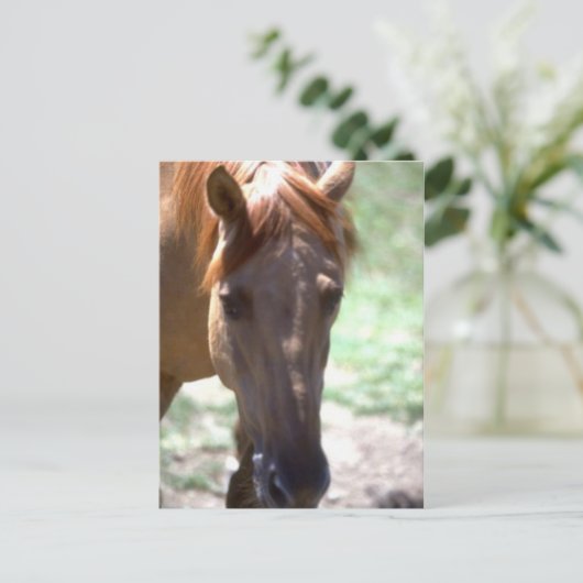 Paarden met mane briefkaart (Staand voorkant)