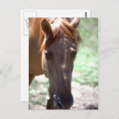 Paarden met mane briefkaart (Voorkant / Achterkant)