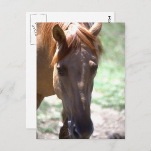 Paarden met mane briefkaart (Voorkant / Achterkant)