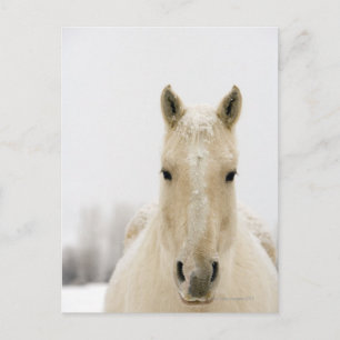 Paarden met sneeuw op kop briefkaart