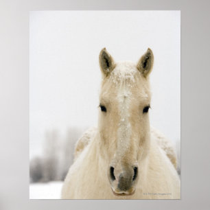 Paarden met sneeuw op kop poster
