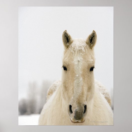 Paarden met sneeuw op kop poster (Voorkant)